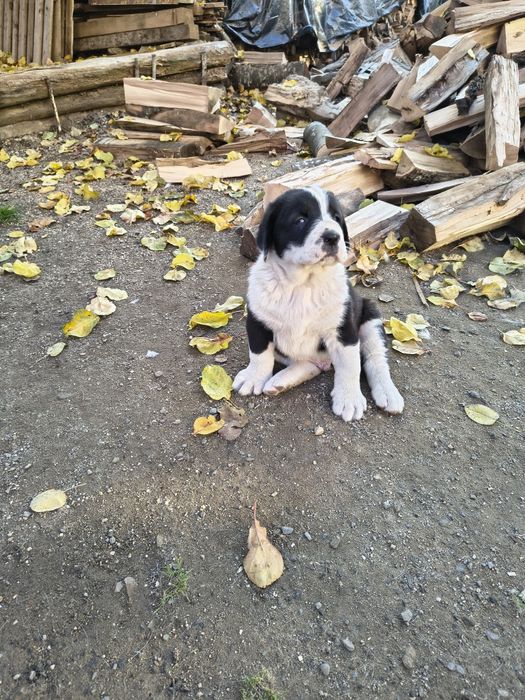 Ciobanesc de Asia Centrala(Alabai)