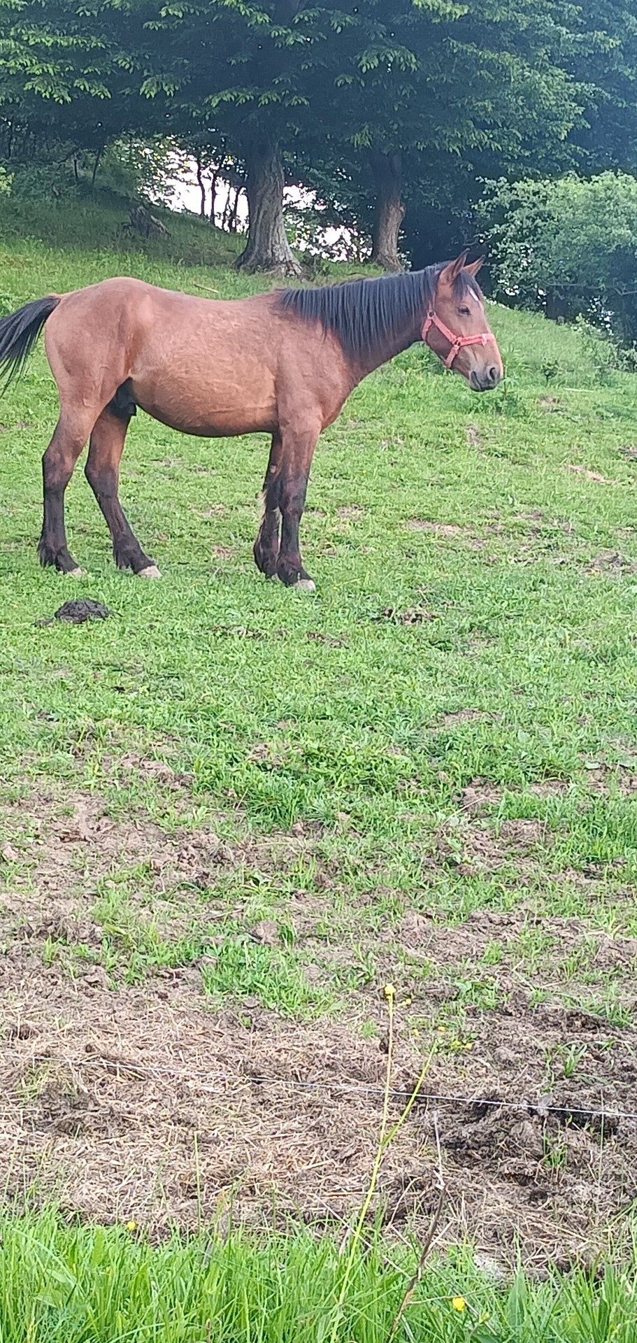 Vând mânz de 2 ani