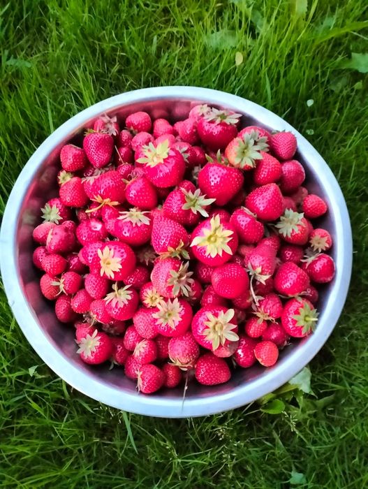 Gem bio de căpșuni