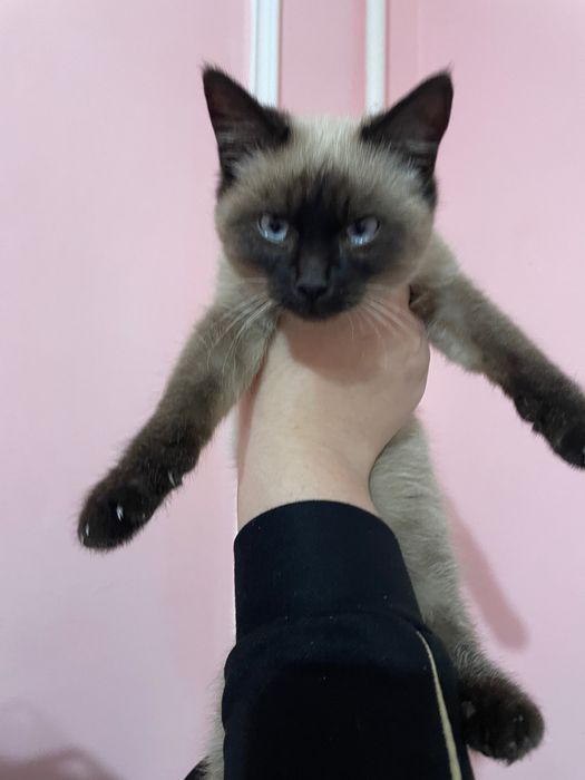 Кошка пародистая