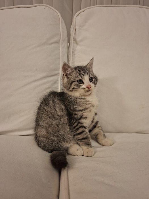 Norvegian de pădure