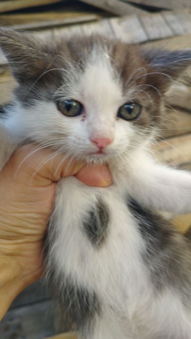 Дарю котёнка. в хорошие руки