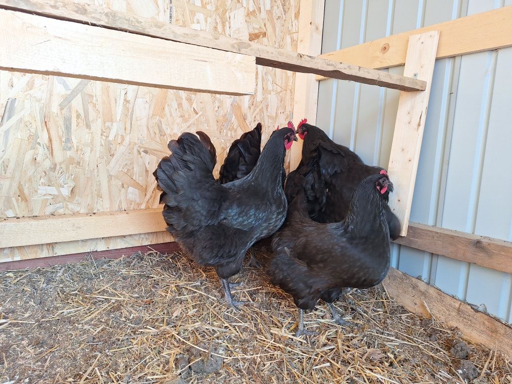 Familie 4+1 Australorp