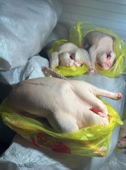 В продаже домашние тушки молодых гусей