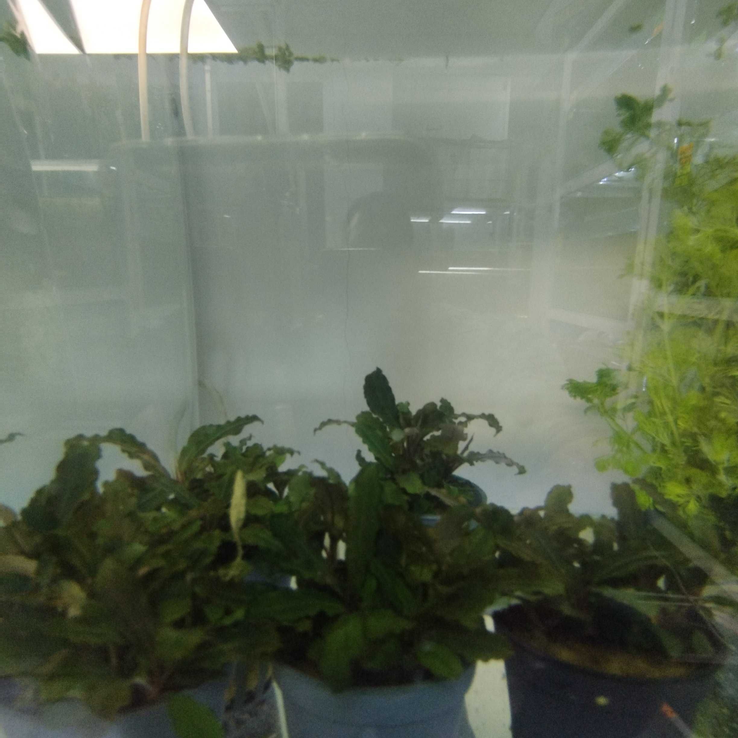 Растения за аквариум