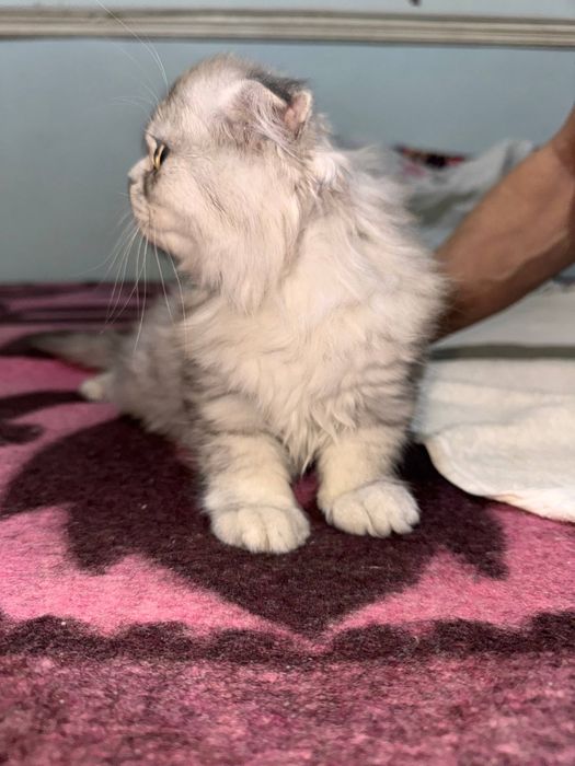 Вислоухий котенок.