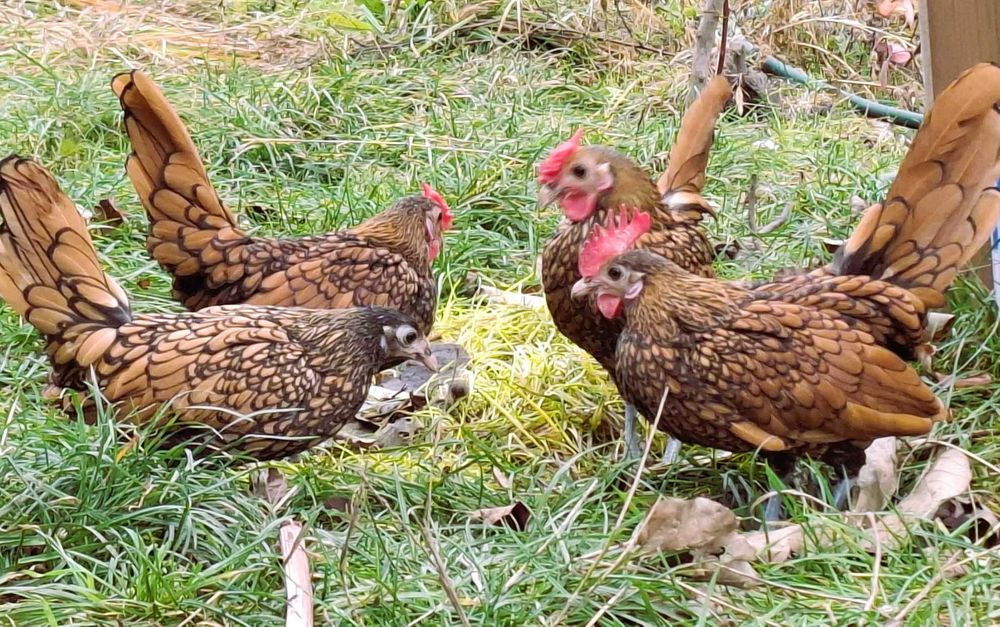 De vânzare cocoșei rasa Sebright și Mii de Fiori/Găini de Porțelan.