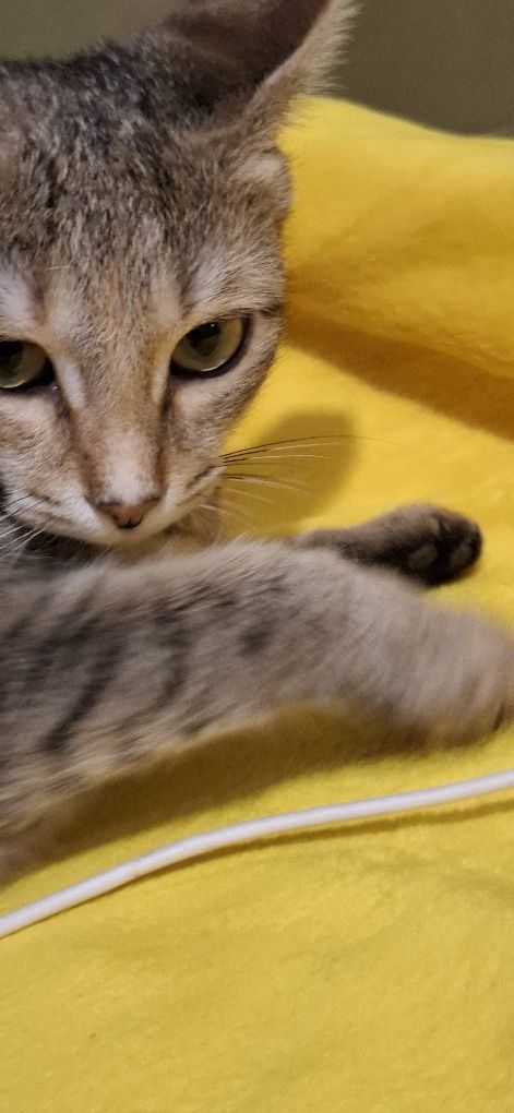 Котята#котята#котята