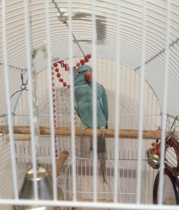 De vânzare mai multe detalii la telefon