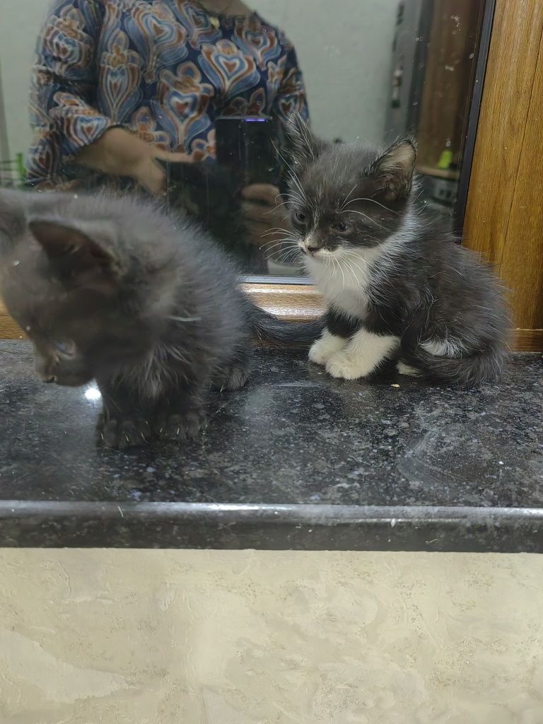 Отдам котят в хорошые руки