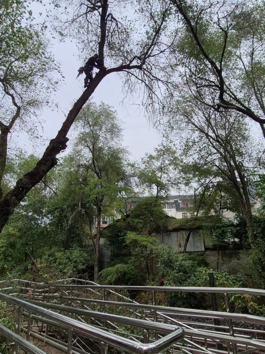 Спил деревье Ағаш кесу