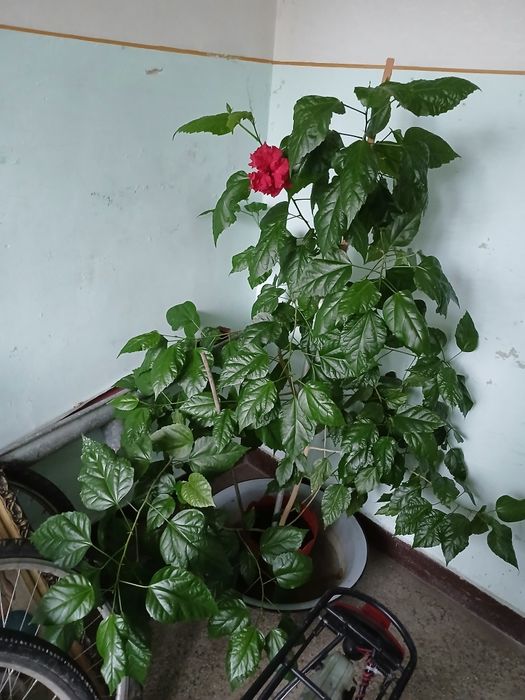 Trandafir japonez roșu