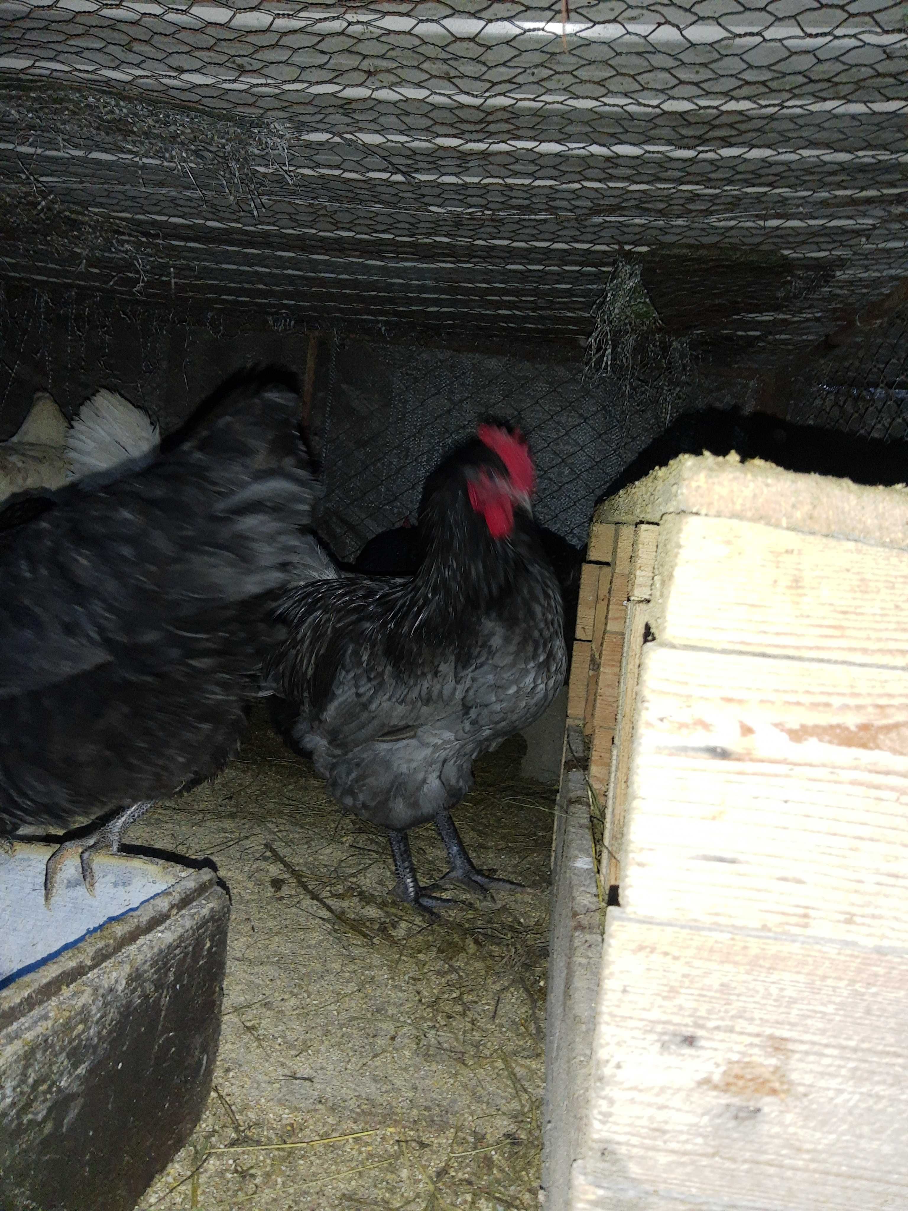 Australorp negru