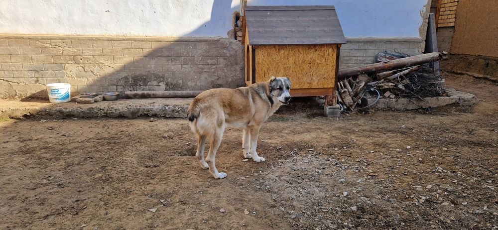 Продам Собаку месте с домиком