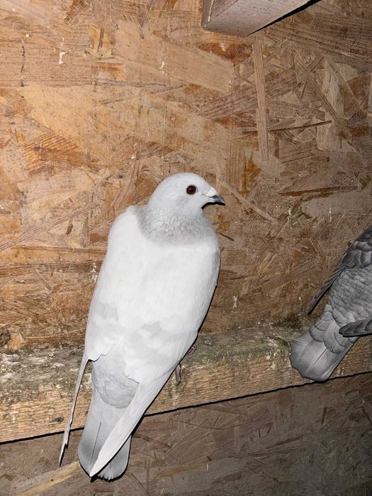 Vand porumbei voiajori milky