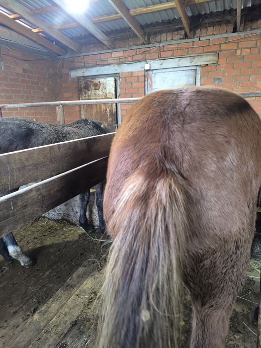 Семіз 1,5 жасар байтал сатамын