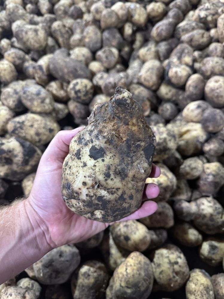Продажа свежего картофеля