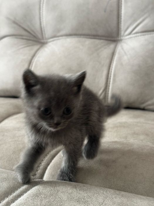 Mushuk sotiladi 35 kunlik