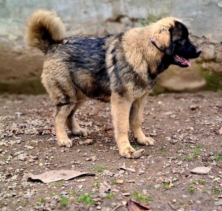 Ciobanesc Caucazian