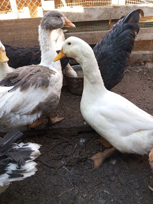 Гуси  на продажу