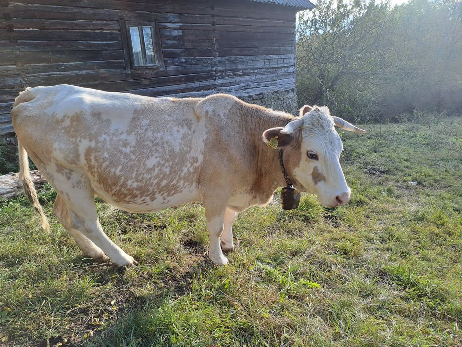 Vând 2 vaci și 4 viței!