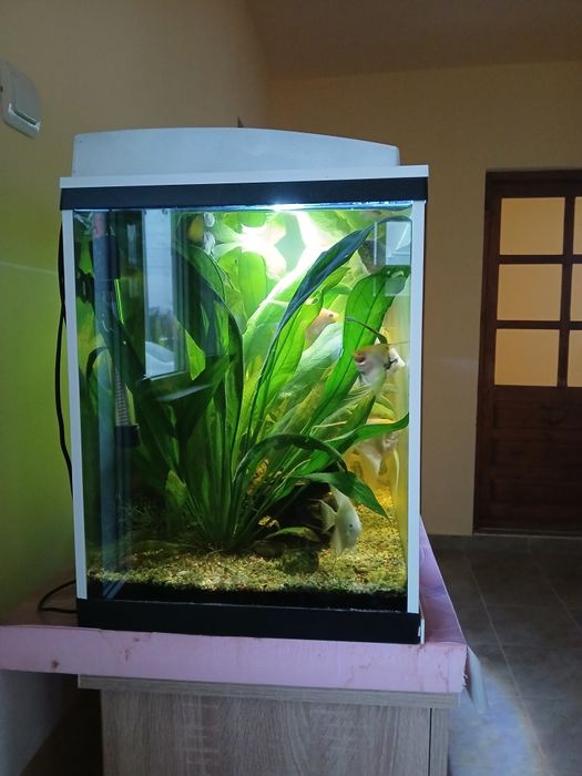 Acvariu  120l complet