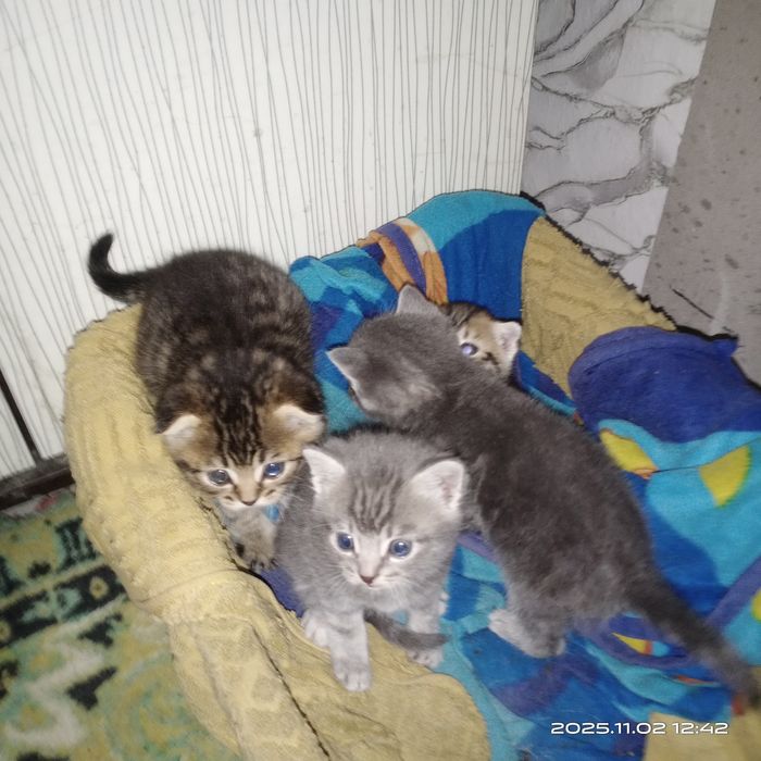 Вислоухии британци