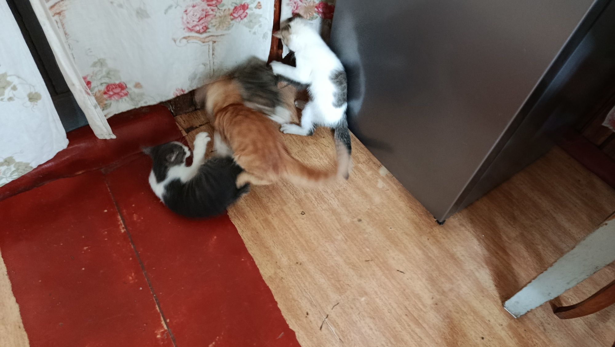 Котята в 4 мальчика и 1 девочка