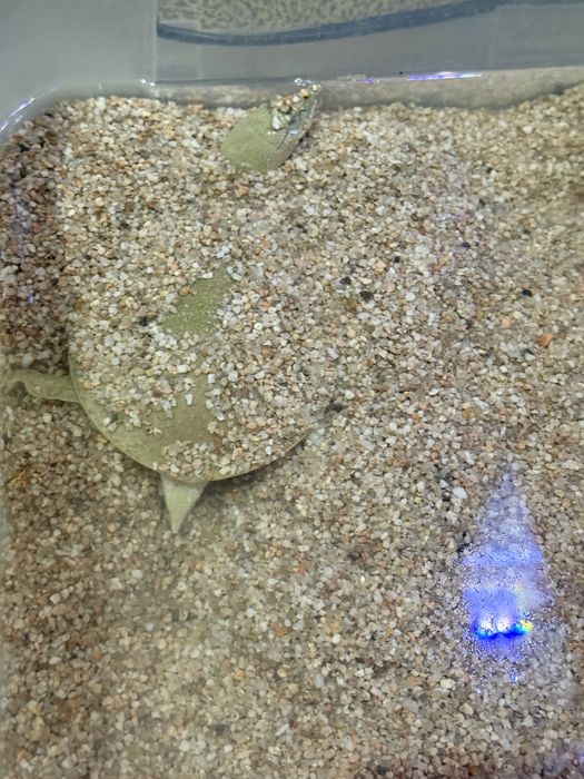 Аквариум с рыбами и черепахой