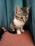 Pisica spre adoptie (pui)