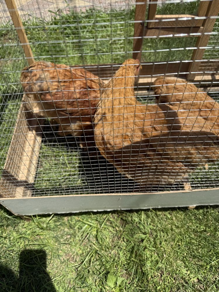 Brama 3 ta kichkinaligidan boqilgan uyda toza