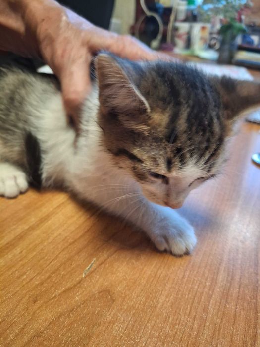 Котета на около 2 месеца в гр.София, Лозенец