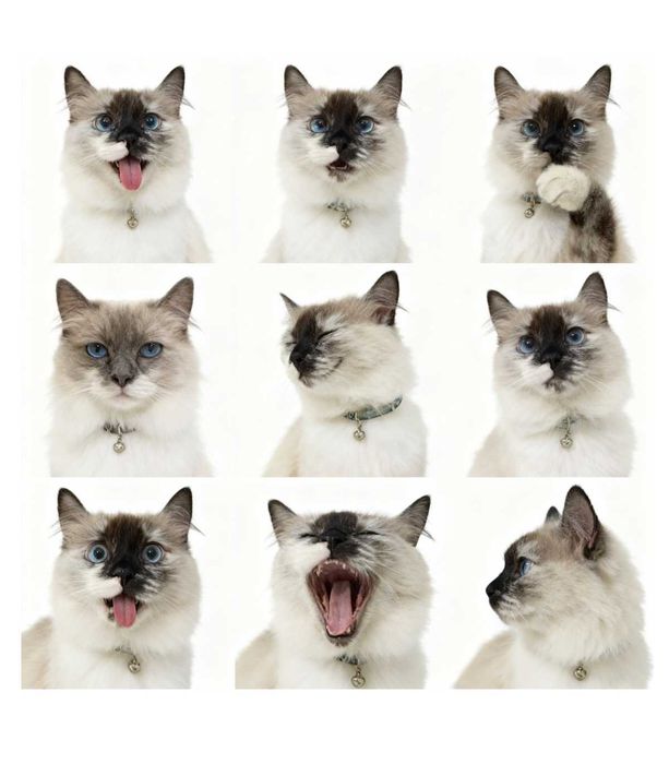 Коллажи кошек и собак