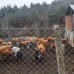 Продавам крави БРГ и овце