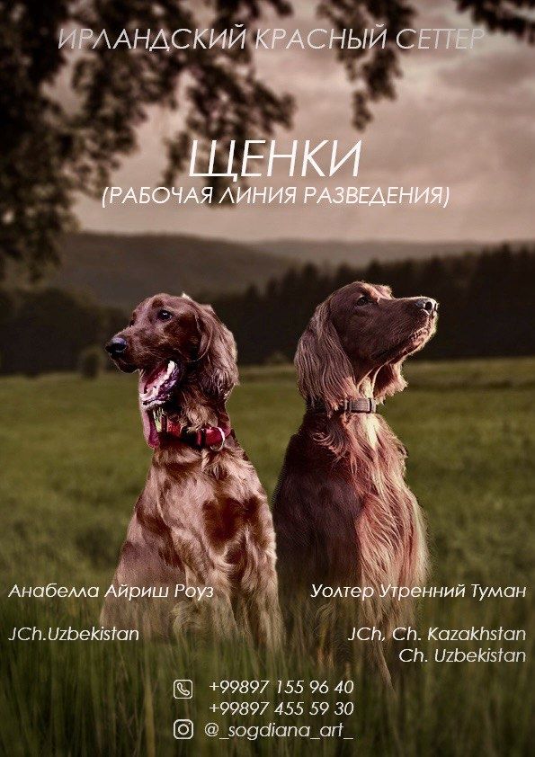 Щенки Ирландского Красного Сеттера (девочки)