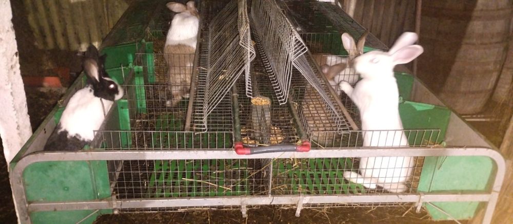 Vând iepuri hycole francez femele gestante