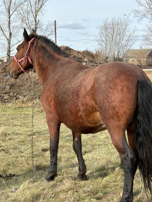 Продам күздік , лошадь -820 000и крс-450 000