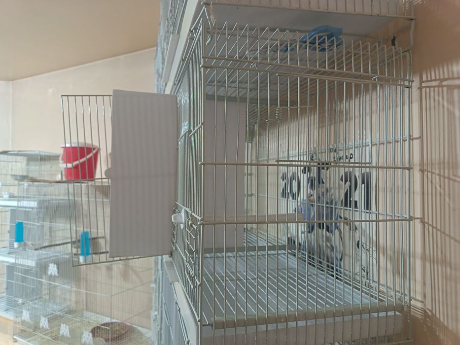 Kanareyka uchun parofka qafaslar sotiladilar