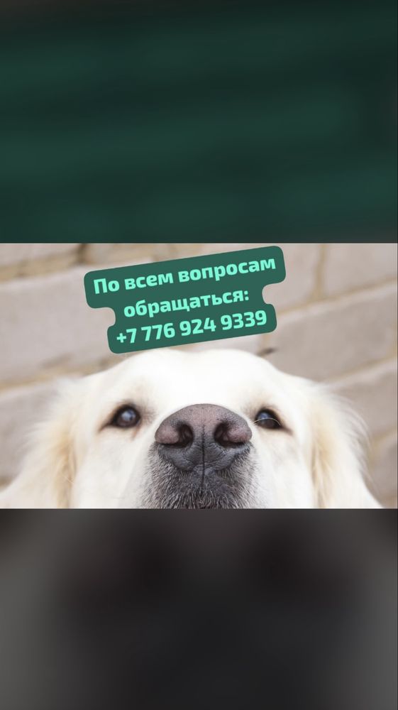 Золотистый ретривер