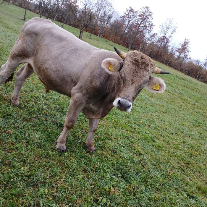 Vand taur brun de maramures