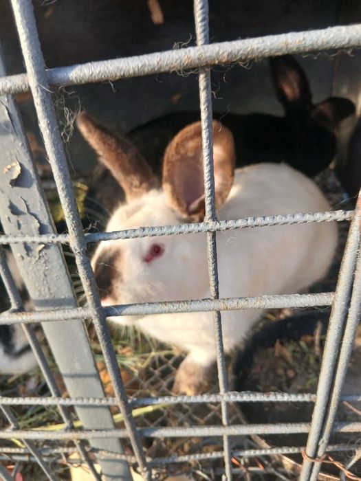 Iepuroaice de vanzare