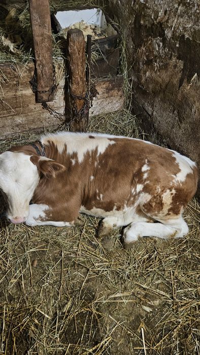 Vând vițea 3 luni Șoimuș