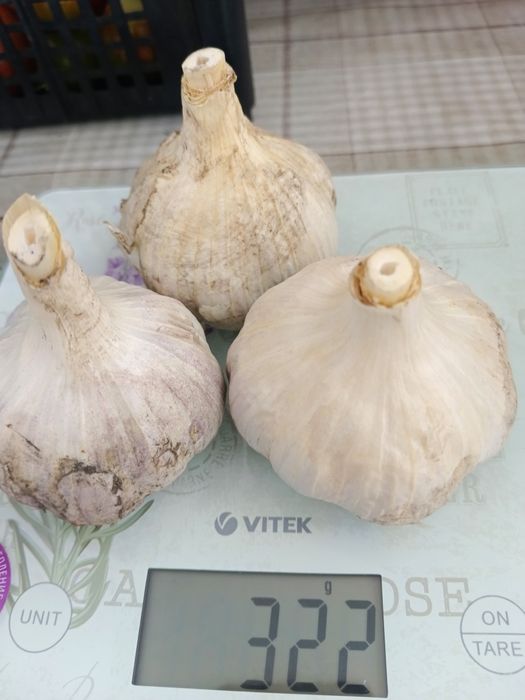 Продам чеснок "Сибирский гигант"