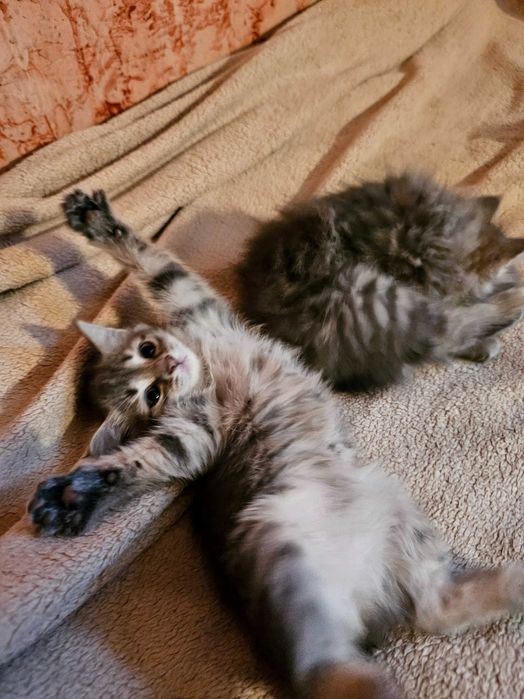 Милые котята, ищут свой дом