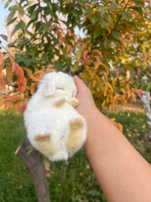 Dekorativni quyonlar sotiladi