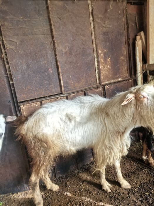 Продавам двойки  млада  млечна  заплодени коза и пръч