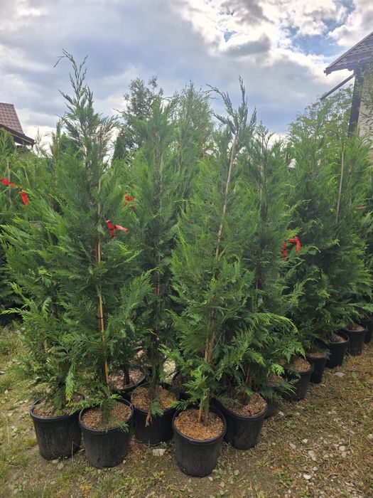 Amenajare gradini cu plante ornamentale