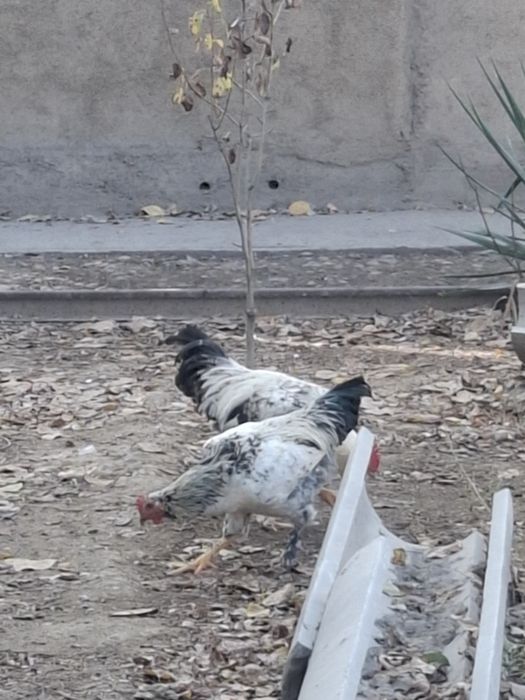 6 oylik joʻja xoʻrozlar