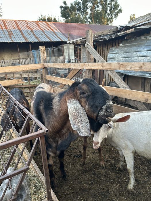 Vand tap anglo nubian