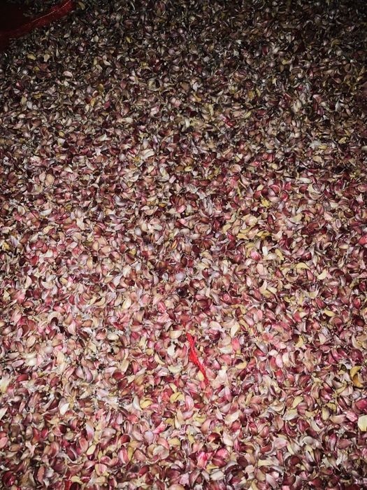 Graunti de pus in pământ arpagic și Lucerna